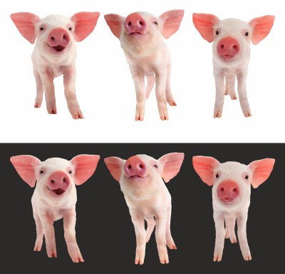 RM25 Naprasowanka  świnki trzy 20 cm .