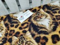 IMG20260427181911.jpg